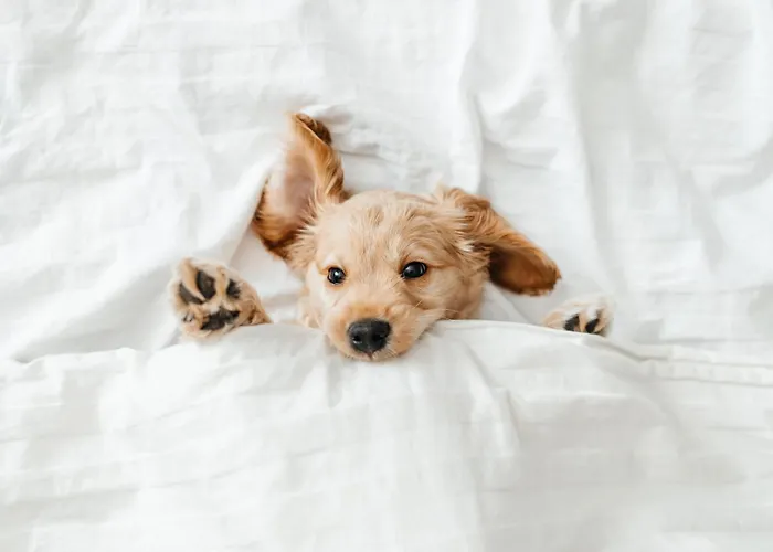 Pestana Cidadela - & Art District 5*